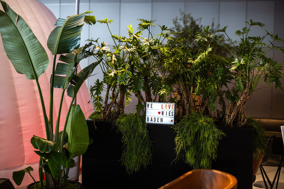 Sergi salonundaki saksı bitkileri